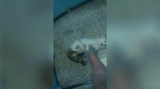 Кот, который умеет хохотать - смотреть видео (0:12)