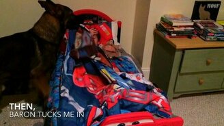 Овчарка укладывает спать мальчугана - смотреть видео (0:36)