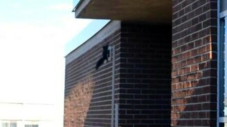 Шокирующий беличий прыжок - смотреть видео (0:47)