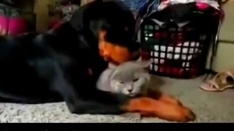 Беззаветная любовь зверушек - смотреть видео (0:50)