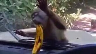 Обезьяна и банан за стеклом - смотреть видео (0:24)