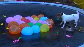 Пёс дербанит шарики с водой - смотреть видео (1:31)