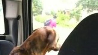 Как пёс любит мальчика - смотреть видео (1:02)