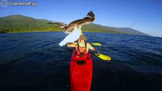 Человек приручил пеликана - смотреть видео (2:39)