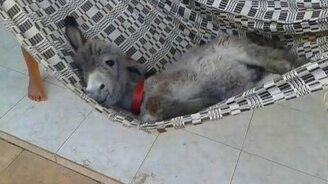 Ослик в гамаке - смотреть видео (1:24)