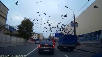 Голуби облюбовали ГАЗель - смотреть видео (0:55)