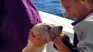 Спасение собаки в море - смотреть видео (2:12)