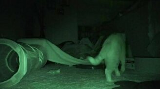 Пока вы спите, ваш кот... - смотреть видео (3:32)