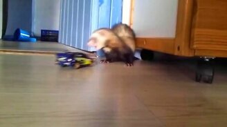 Хорёк против радиоуправляемой машинки - смотреть видео (1:27)