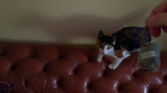 Кошечка носит апорт - смотреть видео (1:41)