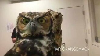 Как совы реагируют на камеру - смотреть видео (1:26)