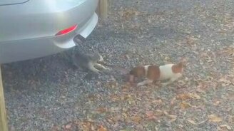 Котёнок против щенка за кусок мяса - смотреть видео (0:32)