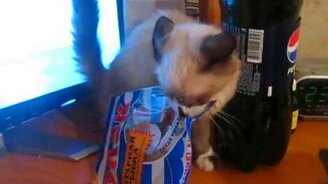 Кошка ворует рыбку - смотреть видео (1:23)