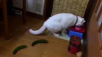 Коты против огурцов и кабачков - смотреть видео (0:55)