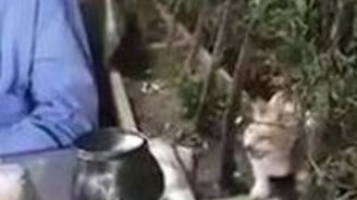 Очень деликатный попрошайка - смотреть видео (2:47)