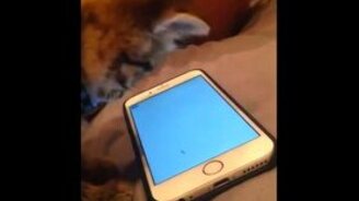 Котёнок против виртуальной мухи - смотреть видео (0:14)