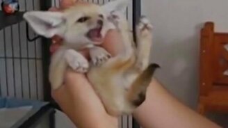 Разнообразные лисьи звуки - смотреть видео (2:16)