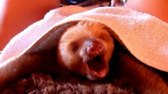 Зеваем вместе с животными - смотреть видео (1:37)