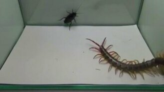 Таракан против сколопендры - смотреть видео (1:07)