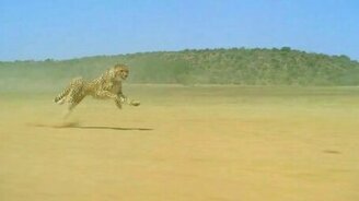 Красота и грация гепарда - смотреть видео (0:25)