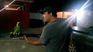 Попугай поёт под гитару - смотреть видео (2:51)