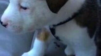 Щенок негодует от икоты - смотреть видео (0:15)