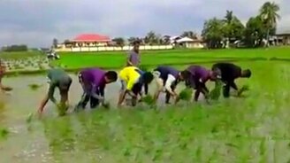 Тайцы высаживают рис - смотреть видео (3:01)