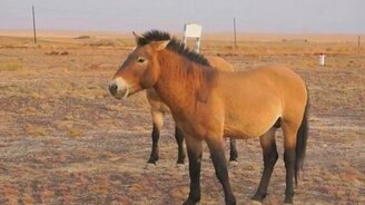 Самые редкие животные на Земле - смотреть видео (5:19)