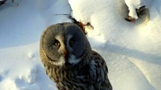 Встреча с филином в лесу - смотреть видео (0:48)