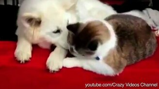 Игривые собаки и серьёзные кошки - смотреть видео (2:51)