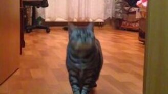 Кошка как собака - смотреть видео (1:15)