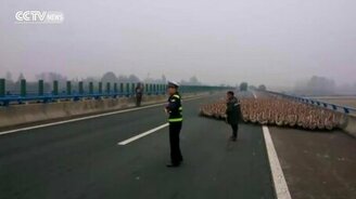 Гусиная стая на дороге - смотреть видео (0:42)