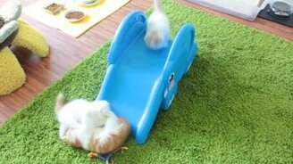 Котята на игрушечной горке - смотреть видео (2:11)