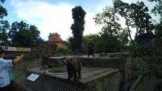 Медведи-попрошайки - смотреть видео (7:30)