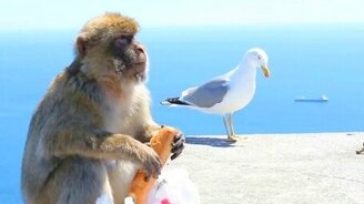 Обезьянка урвала себе лакомство - смотреть видео (2:11)