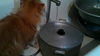 Кот против неведомой кастрюли - смотреть видео (1:08)