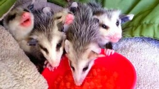 Малыши опоссума едят арбуз - смотреть видео (0:57)