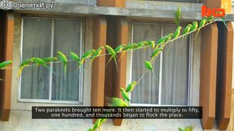 Кормление 4000 попугаев - смотреть видео (3:16)
