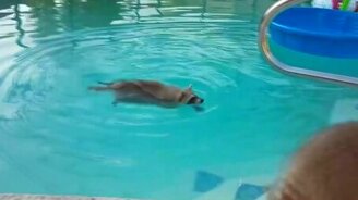 Несколько приколов с енотами - смотреть видео (1:31)