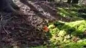 Задышала земля в лесу - смотреть видео (1:32)