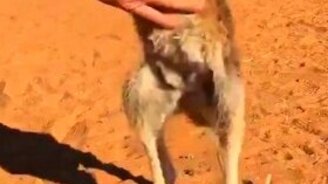 Ласковый кенгурёнок - смотреть видео (0:12)