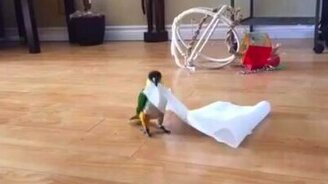 Попугай и бумажное полотенце - смотреть видео (1:17)