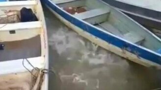 Кормление рыбёшек - смотреть видео (1:13)