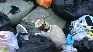 Спас кота на помойке - смотреть видео (0:39)