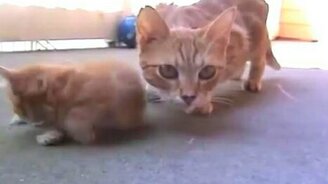 Прячется под мамку - смотреть видео (1:08)