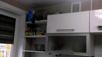 Кошачий промысел в действии - смотреть видео (0:14)