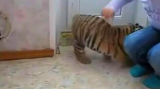 Голос тигрёнка - смотреть видео (0:18)