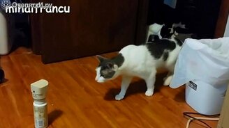 Страшащиеся кошки - смотреть видео (3:05)