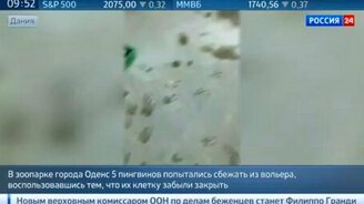 Пингвины-беглецы - смотреть видео (0:24)