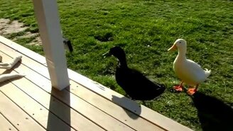 Две утки-задиры - смотреть видео (0:40)